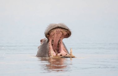Bir su aygırı, Güney Afrika 'daki Kruger Ulusal Parkı' nda gün batımında suya batarken esniyor.