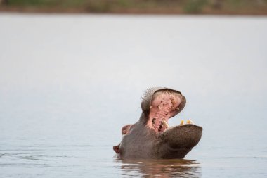 Bir su aygırı, Güney Afrika 'daki Kruger Ulusal Parkı' nda gün batımında suya batarken esniyor.