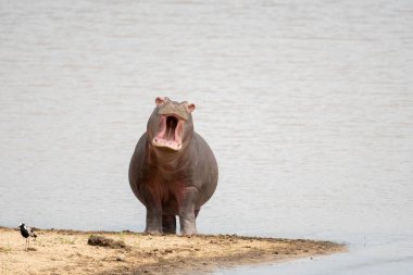 Suaygırı ağzı açık bir şekilde Güney Afrika 'daki Sabi Sands oyun parkında bir gölün kenarında.