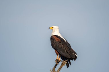 Afrika Balık Kartalı Güney Afrika 'daki Kruger Ulusal Parkı' ndaki bir ağacın tepesine tünedi..