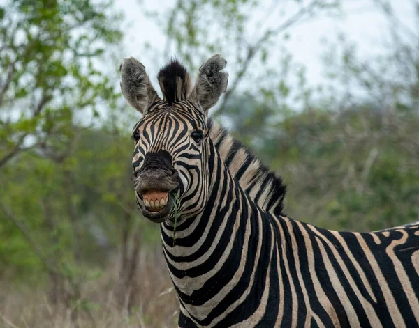 Planícies Zebra Parece Estar Sorrindo Enquanto Demonstra Comportamento Acasalamento Parque — Fotografia de Stock