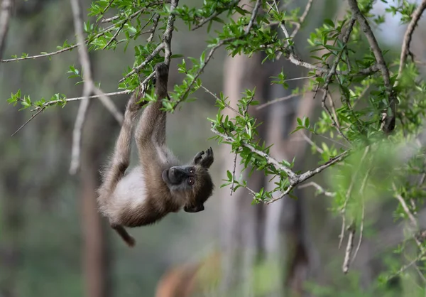 Παιχνιδιάρης Νεαρός Μπαμπουίνος Chacma Κρέμεται Ένα Δέντρο Στο Kruger National — Φωτογραφία Αρχείου