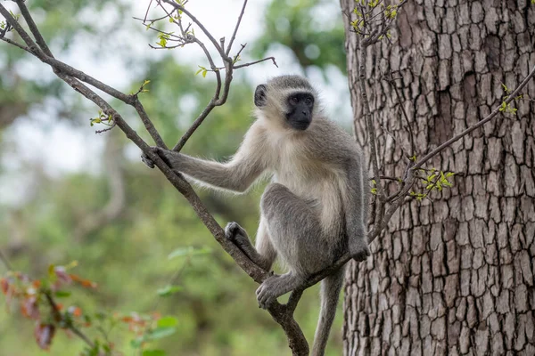 Güney Afrika 'daki Kruger Ulusal Parkı' ndaki bir ağaçtaki vervet maymunu.