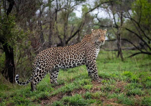 Retrato Leopardo Africano Sabi Sands Reserva Caça África Sul — Fotografia de Stock