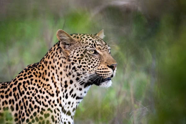 Portrait African Leopard Sabi Sands Game Reserve South Africa — Stock Photo, Image