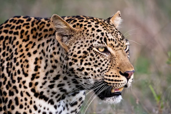 Retrato Leopardo Africano Reserva Caza Sabi Sands Sudáfrica —  Fotos de Stock