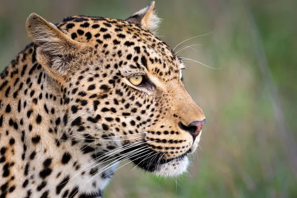 Güney Afrika 'daki Sabi Kumları' nda Afrika leoparı portresi