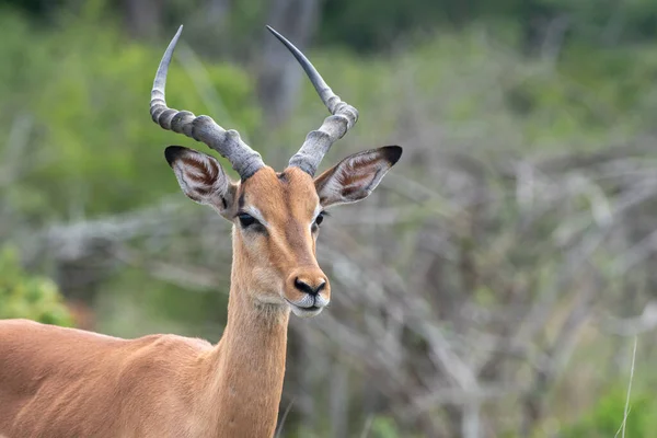 Retrato Uma Impala Parque Nacional Kruger África Sul — Fotografia de Stock