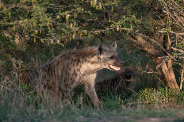 Hiena Manchada Parque Nacional Kruger Sudáfrica — Foto de Stock