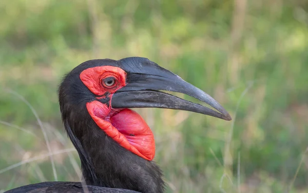 Calabrone Terra Meridionale Caccia Insetti Nel Kruger National Park Sud — Foto Stock