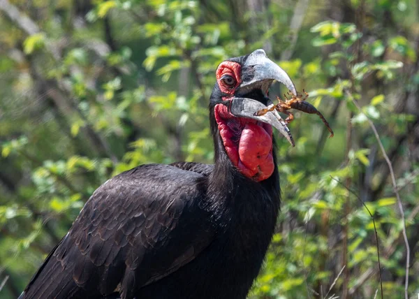 Güney Afrika 'daki Kruger Ulusal Parkı' nda gagasına akrep atan bir boynuz gagası.