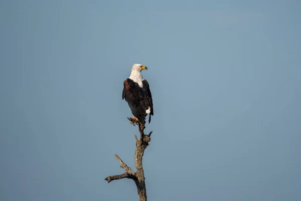 Aquila Pescatrice Africana Appollaiata Cima Albero Nel Parco Nazionale Kruger — Foto Stock