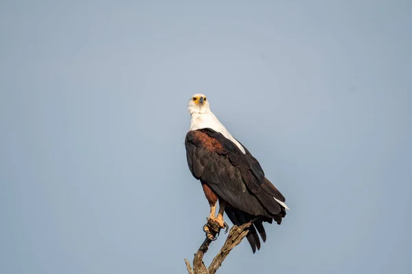 Águila Africana Encaramada Cima Árbol Parque Nacional Kruger Sudáfrica —  Fotos de Stock