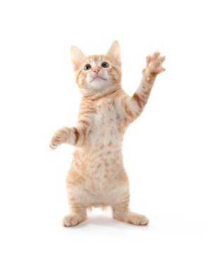 Beyaz arka planda izole edilmiş arka ayakları üzerinde duran sevimli sarı tekir kedi yavrusu.