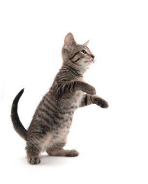 Beyaz arka planda izole edilmiş arka ayakları üzerinde sevimli yavru tekir kedicik.