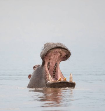 Güney Afrika Kruger Ulusal Parkı 'ndaki Sunset Barajı' nda suda su aygırı var.