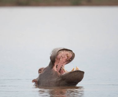 Güney Afrika Kruger Ulusal Parkı 'ndaki Sunset Barajı' nda suda su aygırı var.