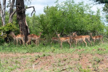 Impala Kruger National park, Güney Afrika