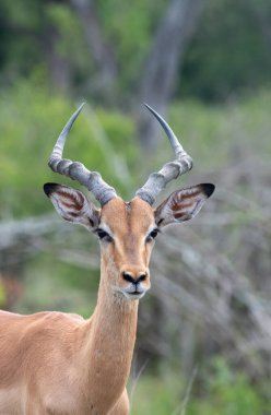 Impala Kruger National park, Güney Afrika