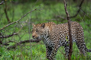 Afrika leoparı Güney Afrika 'da çalıların arasından geçiyor..