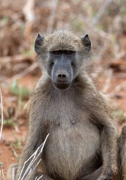 Retrato Babuíno Chacma Parque Nacional Kruger África Sul — Fotografia de Stock