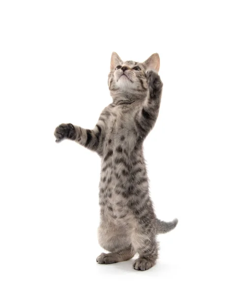 Caça-níqueis de gatos: você vai pular em uma pata só - Bodog