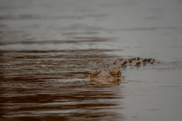 Krokodyl Nilu Wodach Zapory Sunset Dam Parku Narodowym Kruger Republika — Zdjęcie stockowe