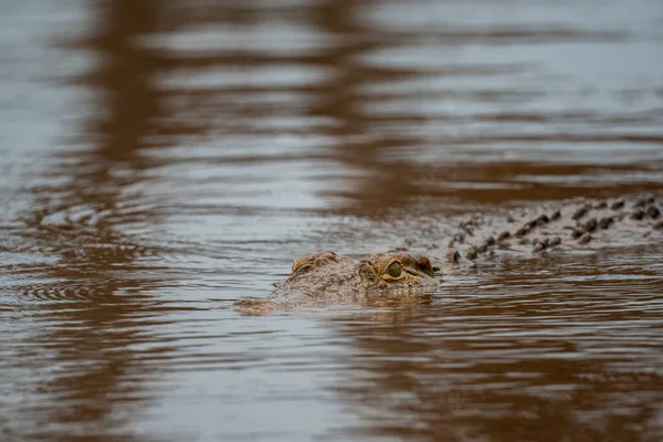 Crocodilo Nilo Nas Águas Barragem Sunset Parque Nacional Kruger África — Fotografia de Stock