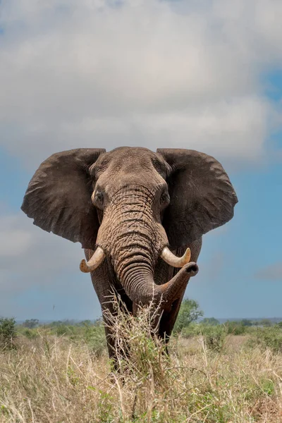 Elefante Que Mueve Por Los Arbustos Sudáfrica — Foto de Stock