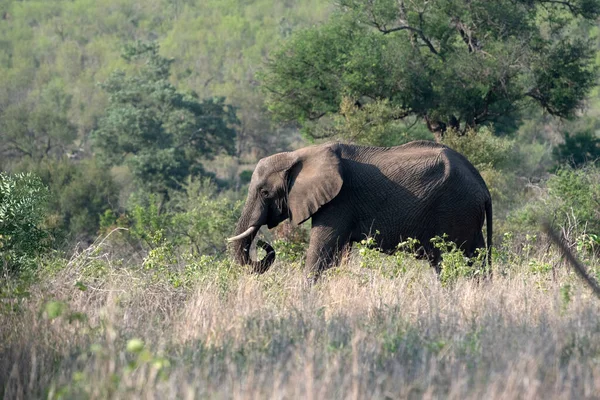 Elefante Africano Parque Nacional Kruger Sudáfrica — Foto de Stock