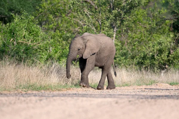 Elefante Africano Parque Nacional Kruger Sudáfrica — Foto de Stock