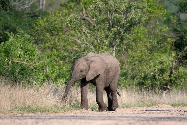 Elefante Africano Parque Nacional Kruger Sudáfrica — Foto de Stock