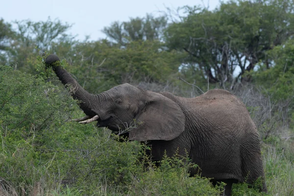 Elefante Africano Monte Sudáfrica — Foto de Stock