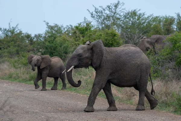 Dos Elefantes Africanos Cruzan Carretera Parque Nacional Kruger Sudáfrica — Foto de Stock