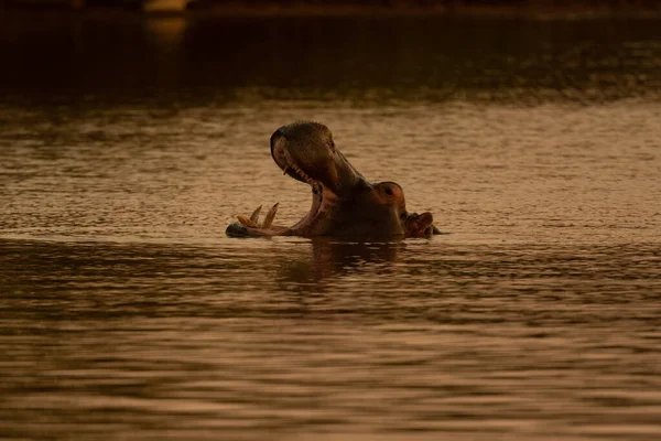 Hipopotam Ziewanie Późnym Wieczorem Republice Południowej Afryki — Zdjęcie stockowe