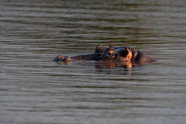 Hipopótamo Submerso Numa Lagoa África Sul — Fotografia de Stock