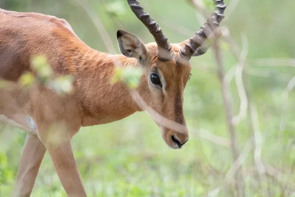 Impala Kruger National Park África Sul — Fotografia de Stock