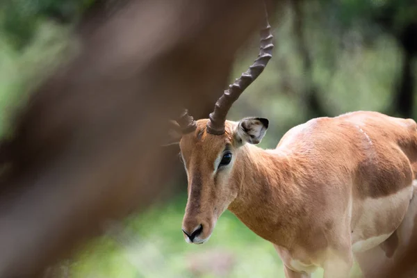 Impala Kruger National Park África Sul — Fotografia de Stock