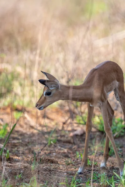 Jeune Impala Broutant Afrique Sud — Photo