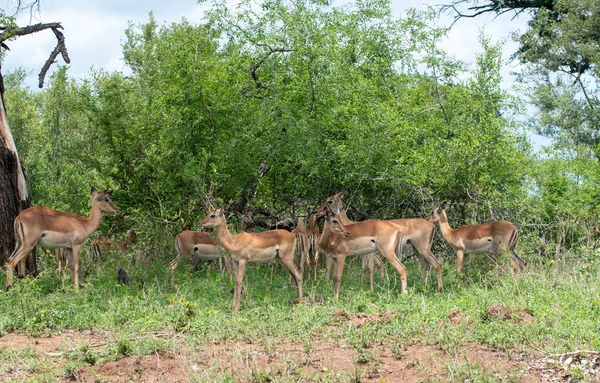 黑斑羚在南非克鲁格国家公园 — 图库照片