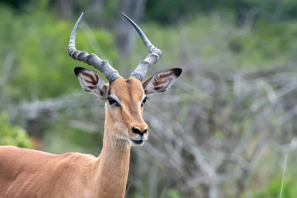 Impala Kruger National Park África Sul — Fotografia de Stock