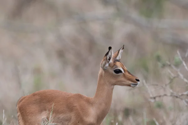 Joven Impala Pastando Sudáfrica —  Fotos de Stock