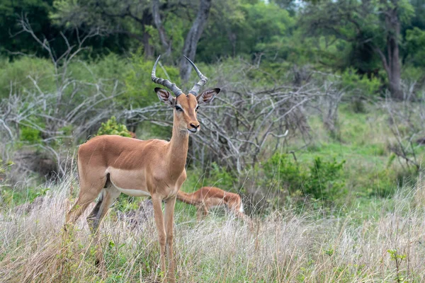 Impala Parque Nacional Kruger Sudáfrica — Foto de Stock