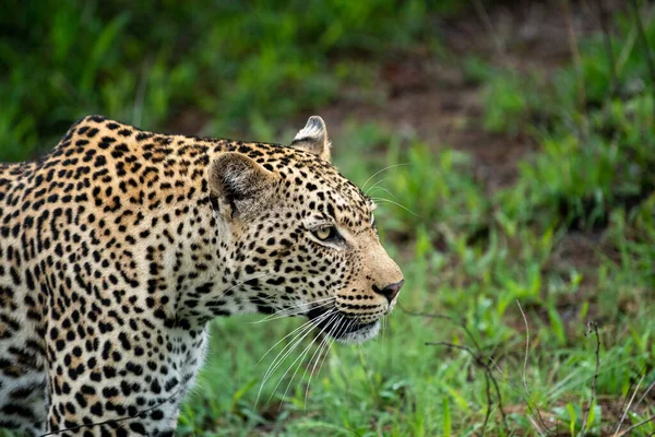 Leopardo Africano Che Muove Attraverso Cespuglio Sud Africa — Foto Stock