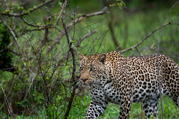 Leopardo Africano Movendo Através Mato África Sul — Fotografia de Stock