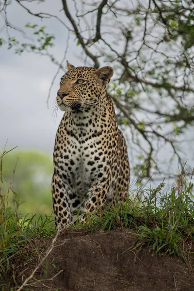 Leopardo Africano Maschio Nella Boscaglia Nella Riserva Caccia Sabi Sands — Foto Stock