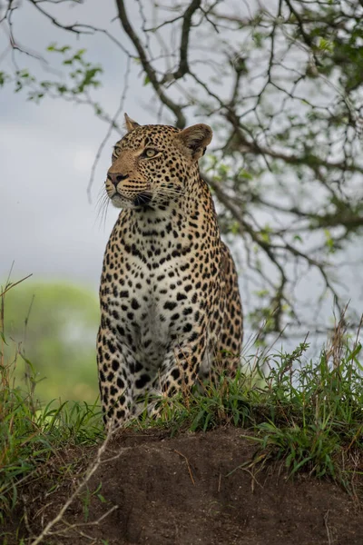 Mannelijke Afrikaanse Luipaard Bush Sabi Sands Game Reserve Zuid Afrika — Stockfoto