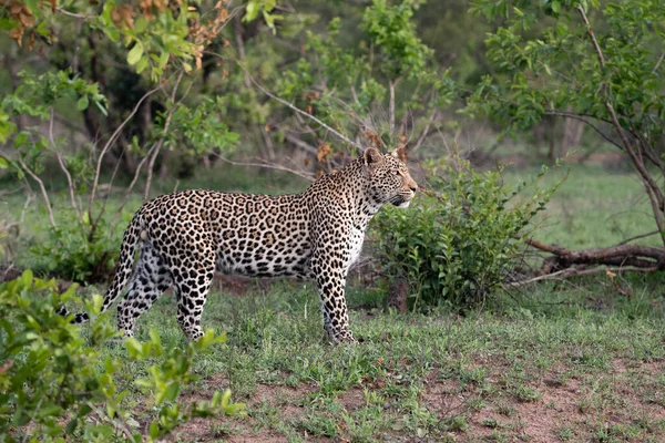 Африканский Леопард Движется Через Кусты Юар — стоковое фото