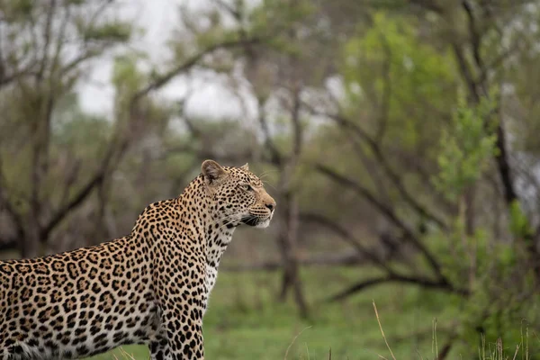 Африканський Леопард Пробирається Через Кущі Південної Африки — стокове фото