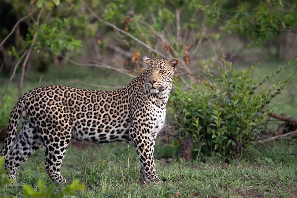 Leopardo Africano Movendo Através Mato África Sul — Fotografia de Stock